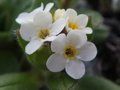 Myosotis suavis