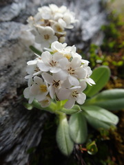Myosotis suavis