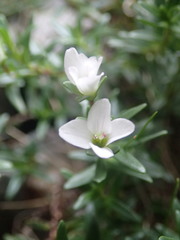 Veronica colostylis