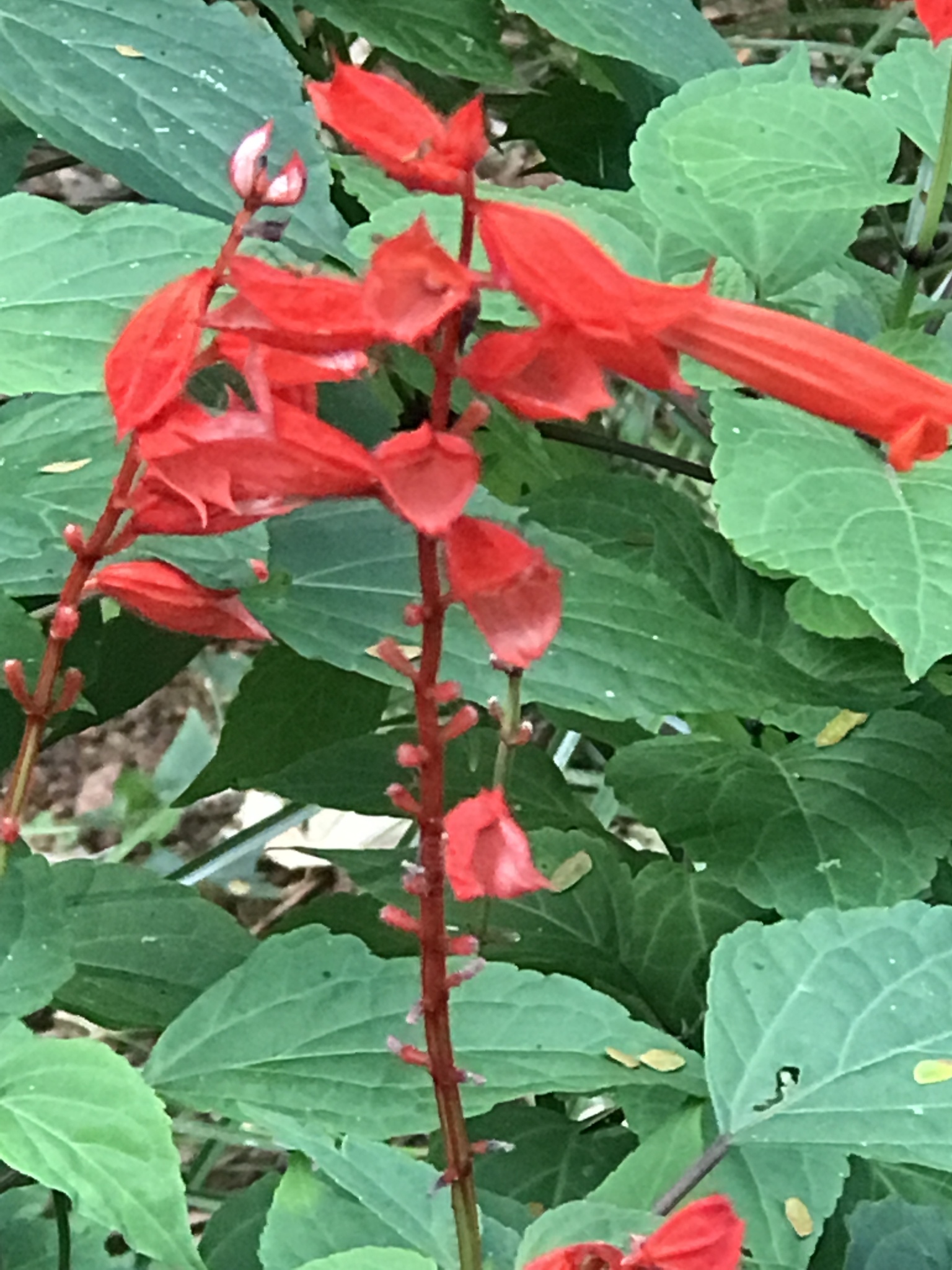 Salvia splendens