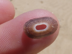 Amblychilepas nigrita