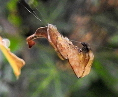 Arachnura scorpionoides