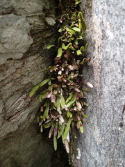 Notogrammitis givenii