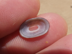 Amblychilepas nigrita