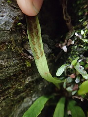 Notogrammitis givenii