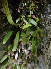 Notogrammitis givenii