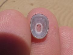 Amblychilepas nigrita