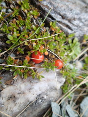 Coprosma perpusilla perpusilla