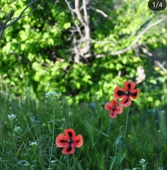 Papaver dubium stevenianum