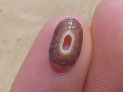 Amblychilepas nigrita