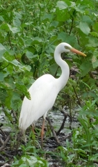 Ardea intermedia