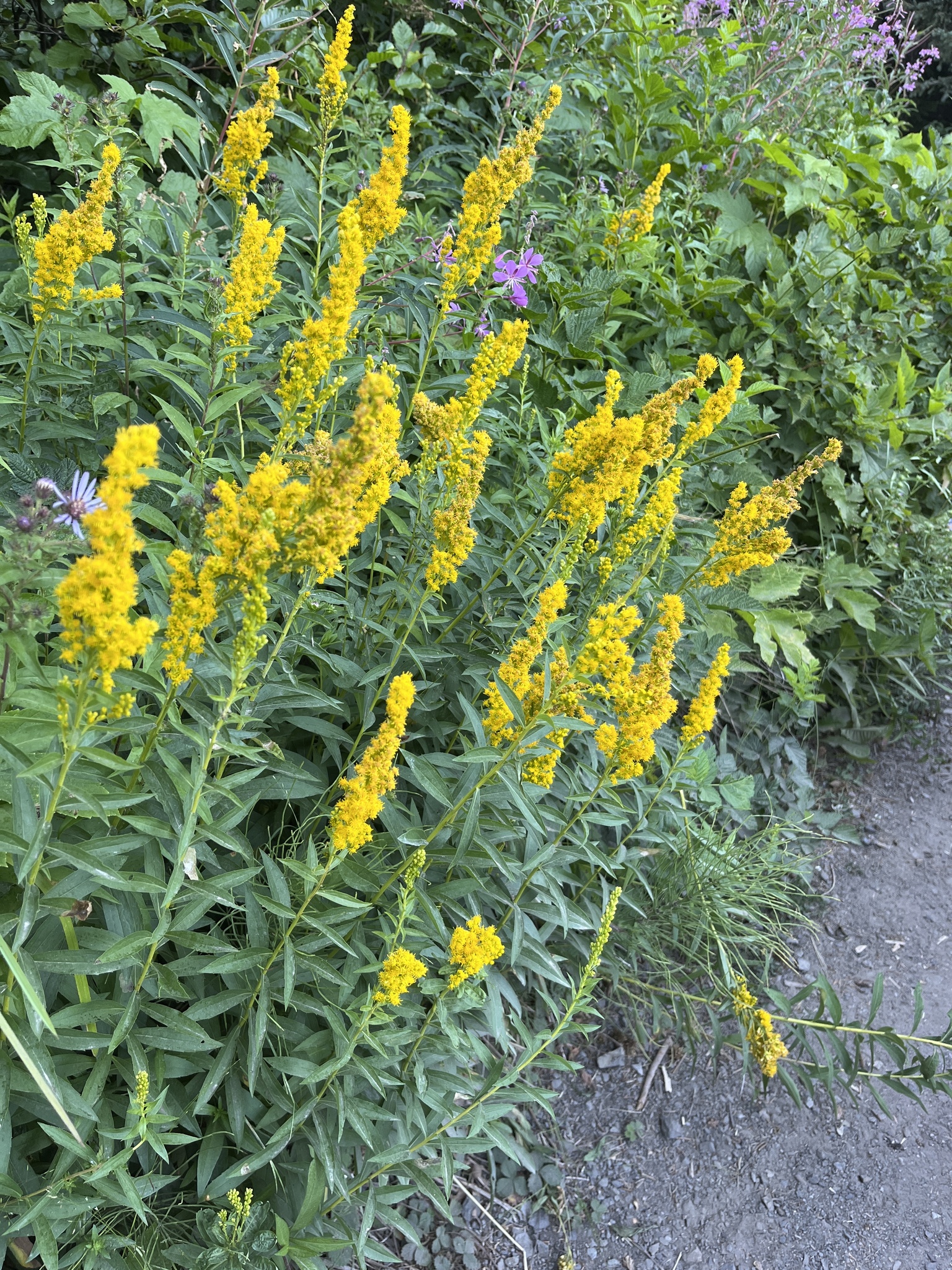 Solidago elongata