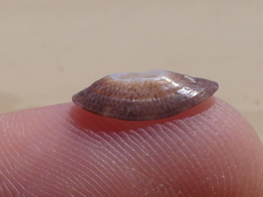 Amblychilepas nigrita