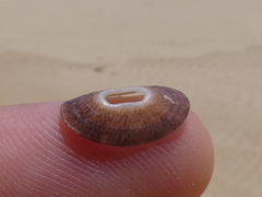 Amblychilepas nigrita