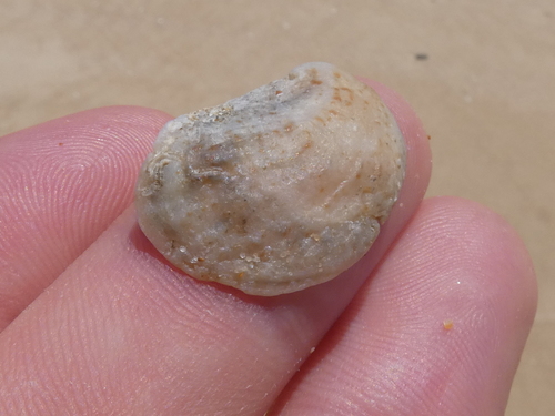 Bostrycapulus pritzkeri Collin, 2005