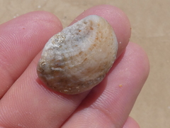 Bostrycapulus pritzkeri