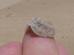 Bostrycapulus pritzkeri