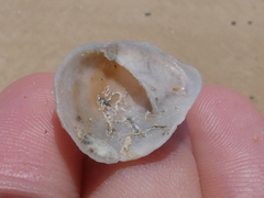 Bostrycapulus pritzkeri