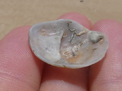 Bostrycapulus pritzkeri