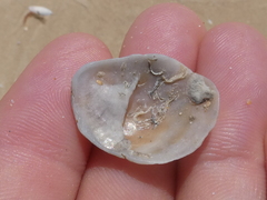 Bostrycapulus pritzkeri