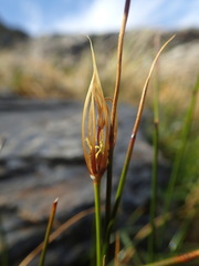 Marsippospermum gracile
