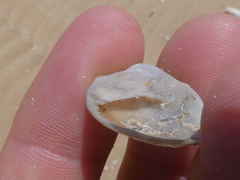 Bostrycapulus pritzkeri