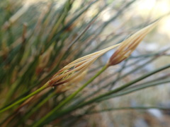 Marsippospermum gracile