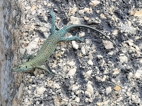 Sharp-snouted Rock Lizard, photo 7 of 7