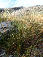 Marsippospermum gracile