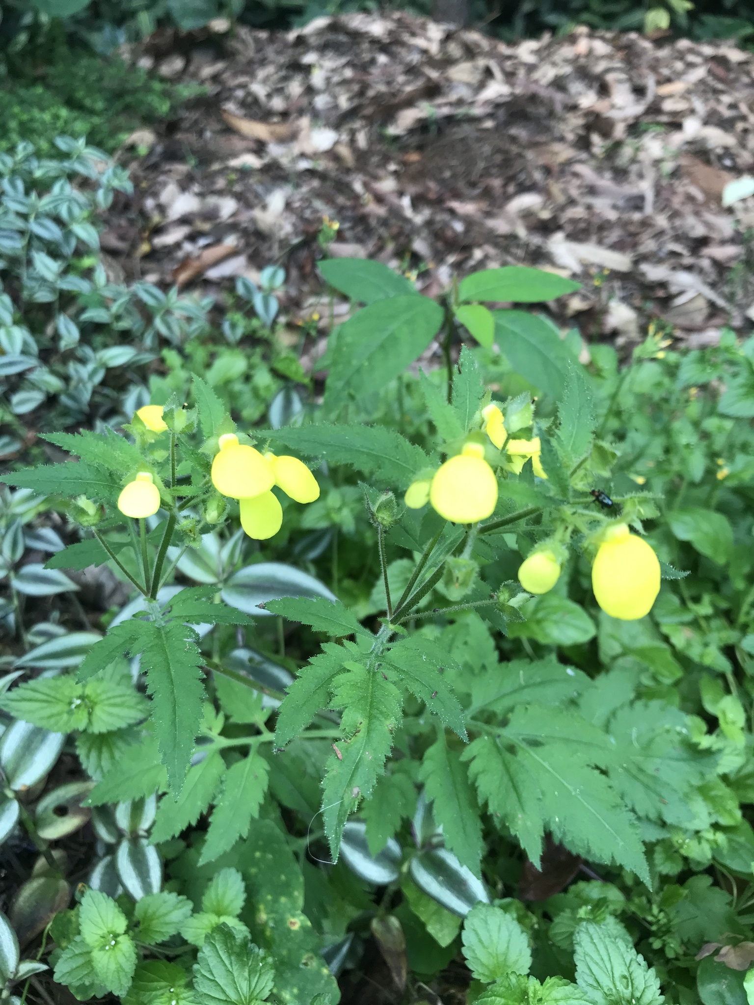 Calceolaria tripartita