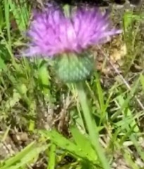 Cirsium texanum