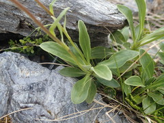 Celmisia durietzii