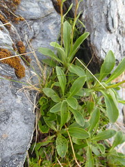 Celmisia durietzii