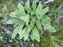Celmisia verbascifolia