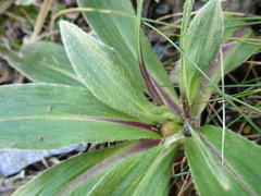 Celmisia verbascifolia