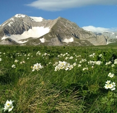 Anemonastrum fasciculatum