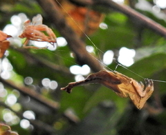 Arachnura scorpionoides