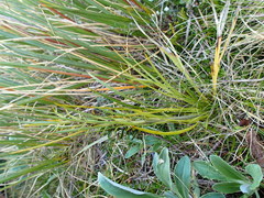Aciphylla crenulata
