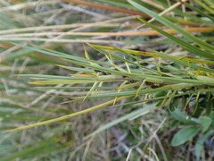 Aciphylla crenulata