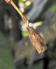 Arachnura scorpionoides