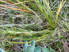 Aciphylla crenulata