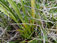 Aciphylla crenulata