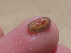 Amblychilepas nigrita