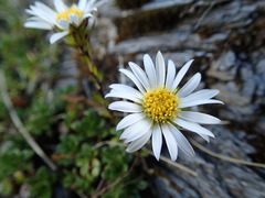 Celmisia bellidioides