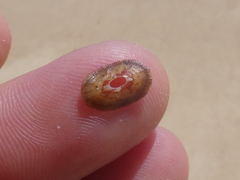 Amblychilepas nigrita