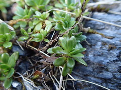 Celmisia bellidioides