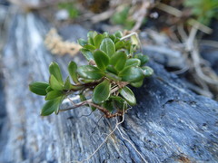 Celmisia bellidioides