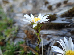 Celmisia bellidioides