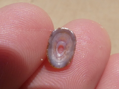 Amblychilepas nigrita