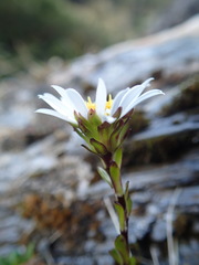 Celmisia bellidioides